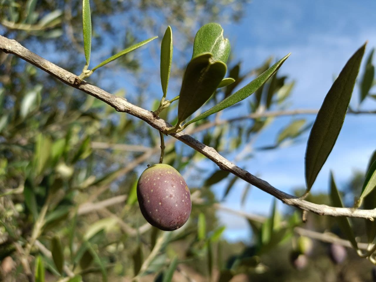 Ripening olive