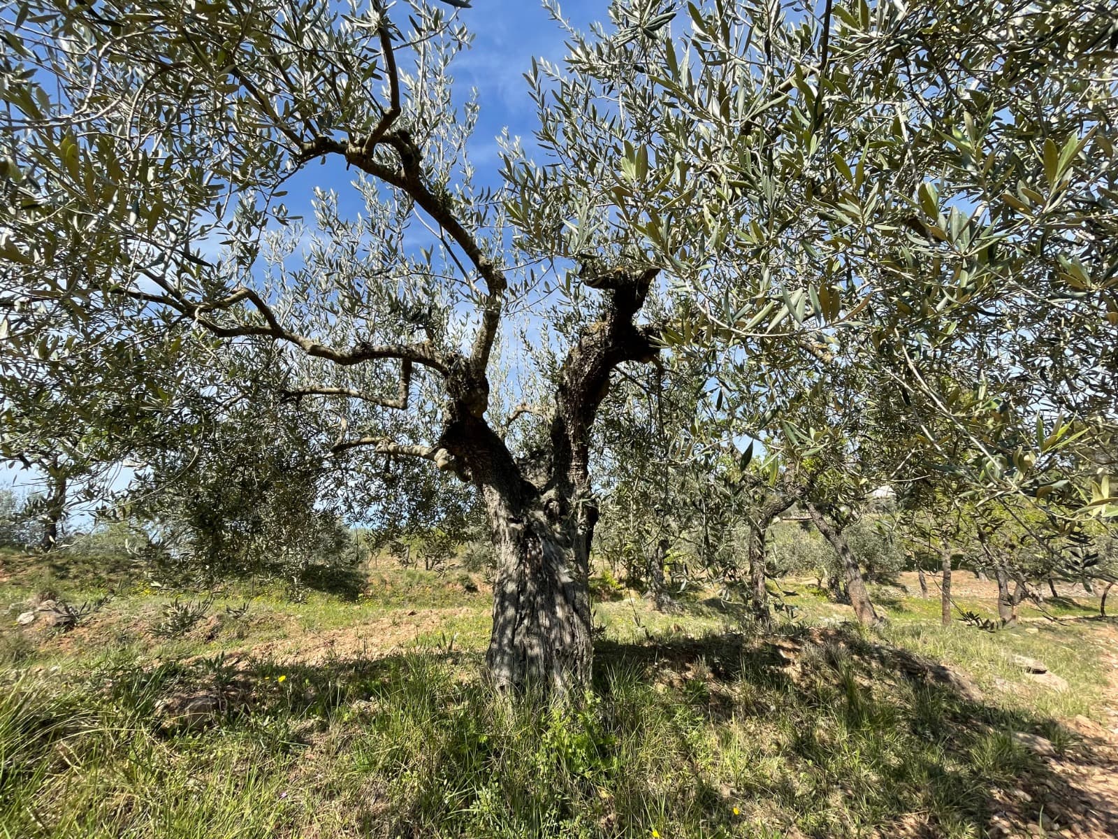 Olive tree