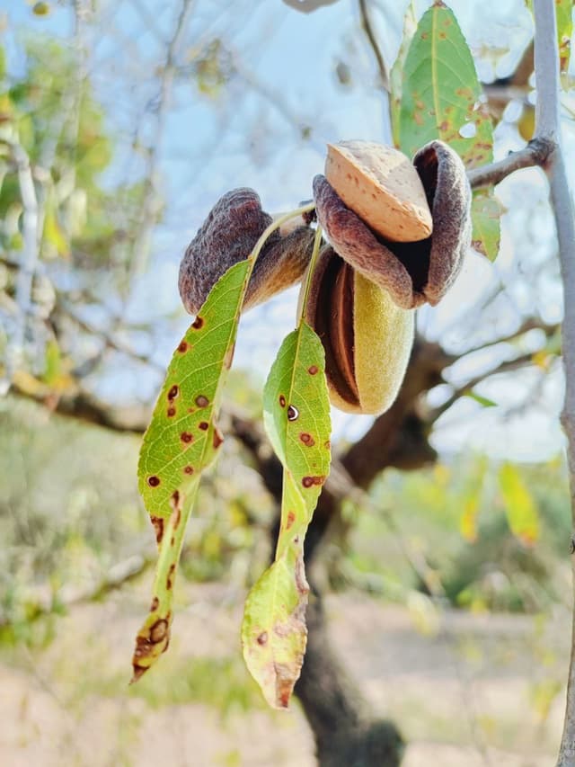 Shade patterns under trees