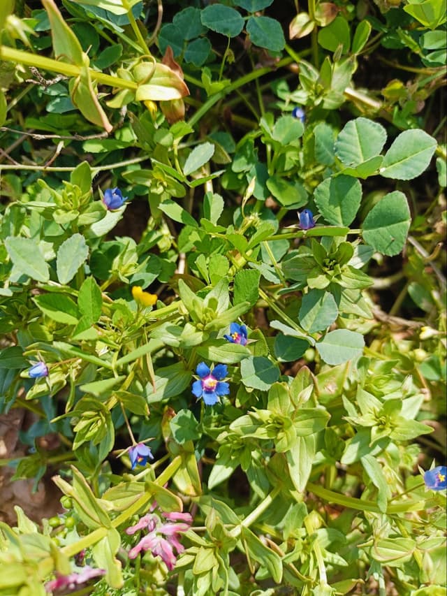 Shade patterns under trees
